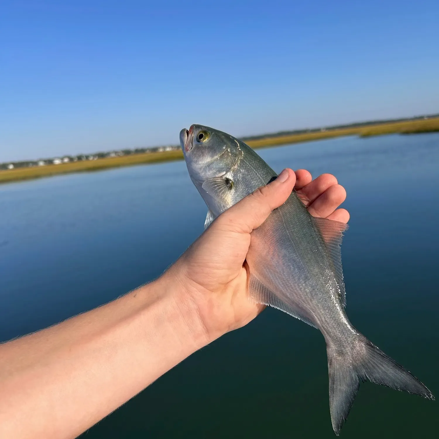 Bluefish caught on Fishbrain