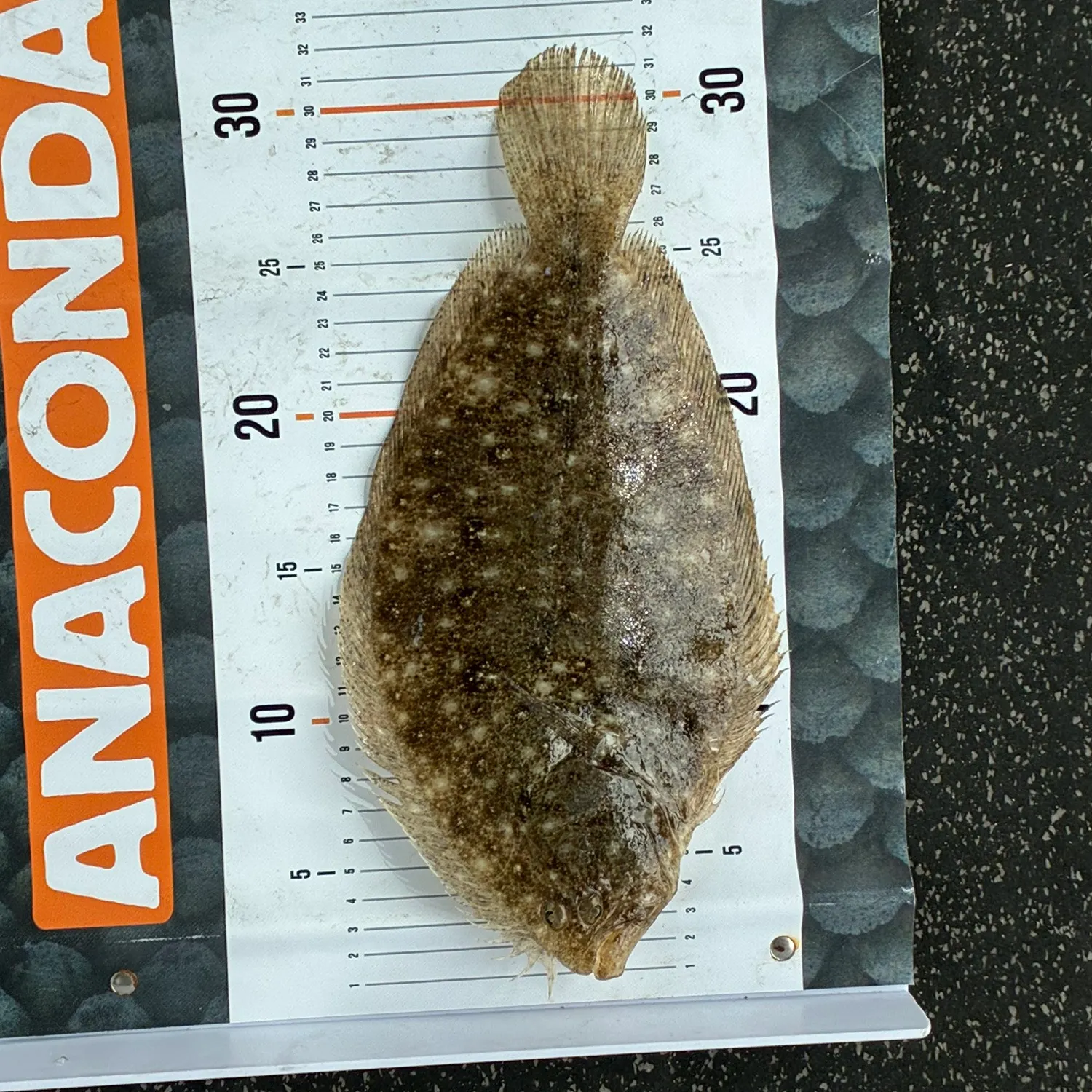 The most recent Largetooth flounder catches on Fishbrain