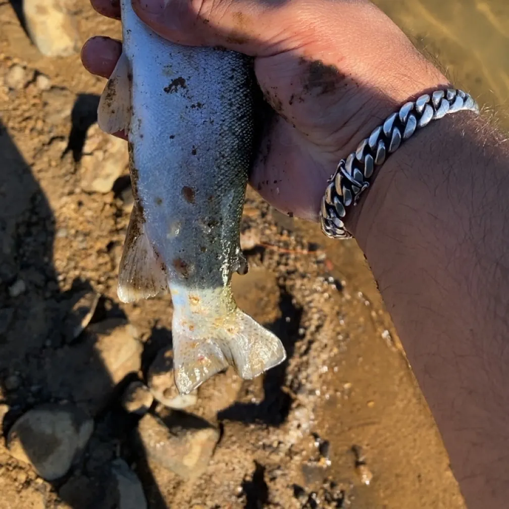 Steelhead caught on Fishbrain