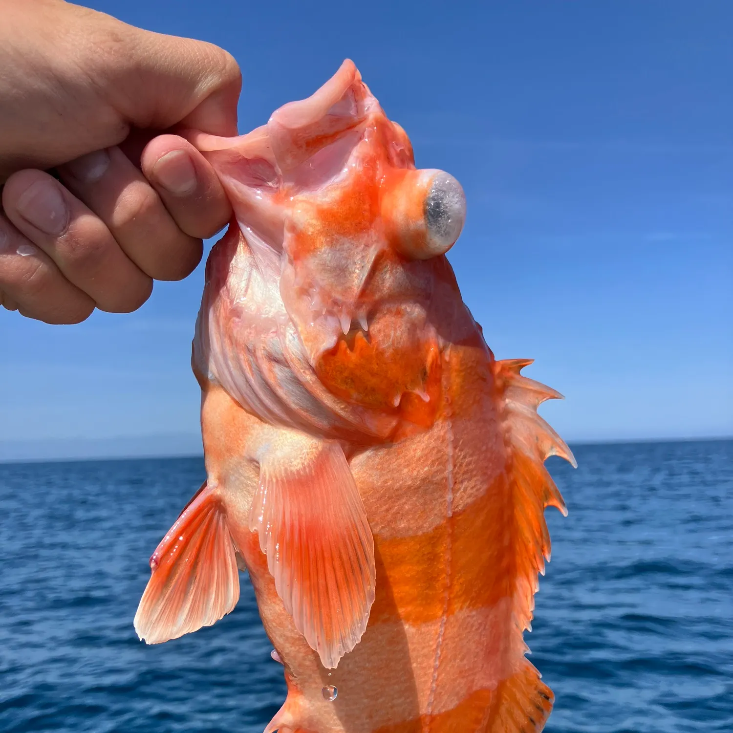 The most recent Flag rockfish catches on Fishbrain