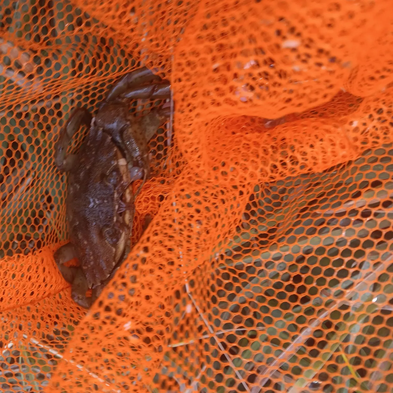 Green crab caught on Fishbrain