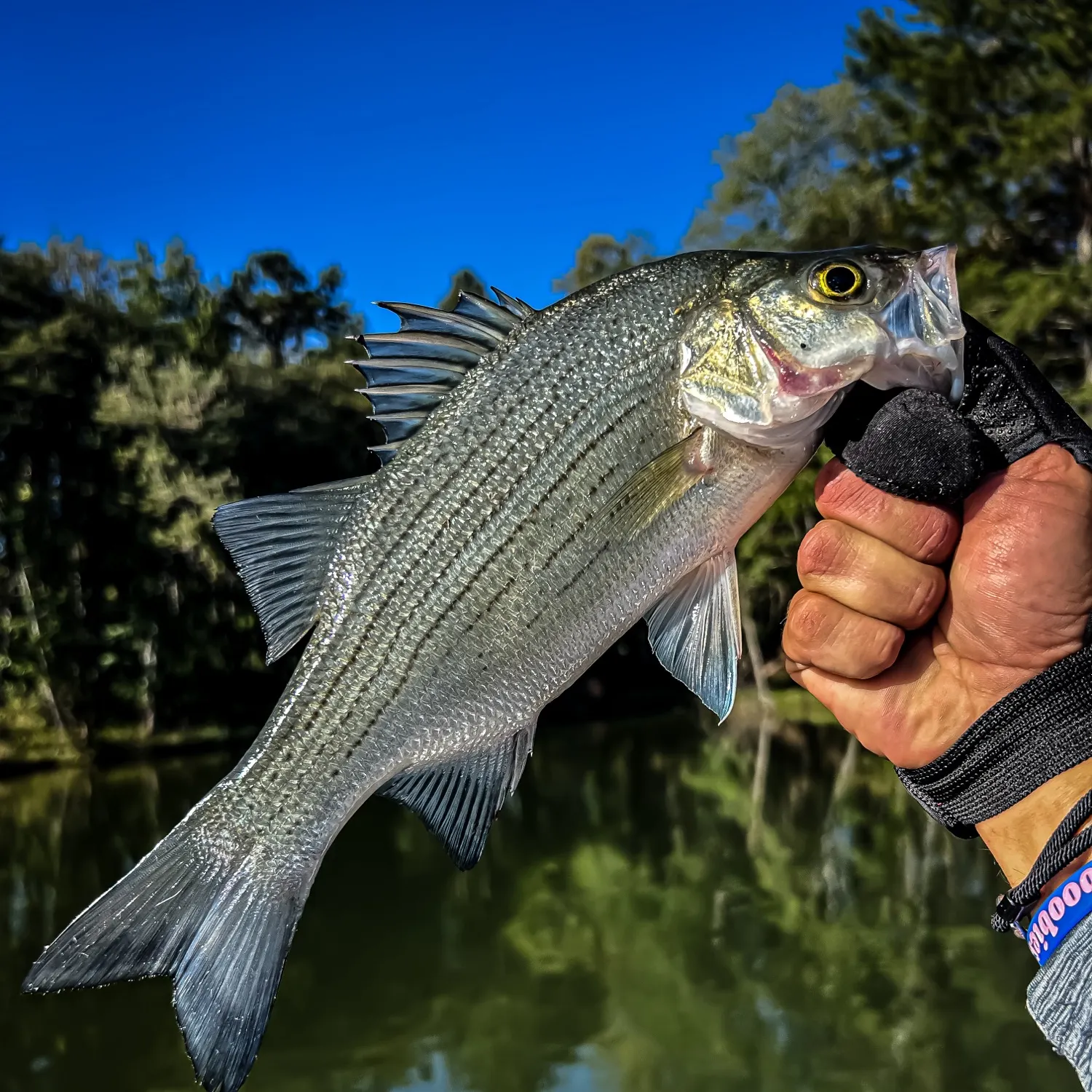 White bass caught on Fishbrain