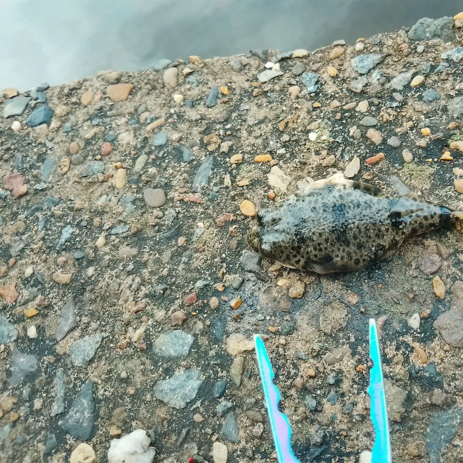 The most recent Spotted green pufferfish catches on Fishbrain
