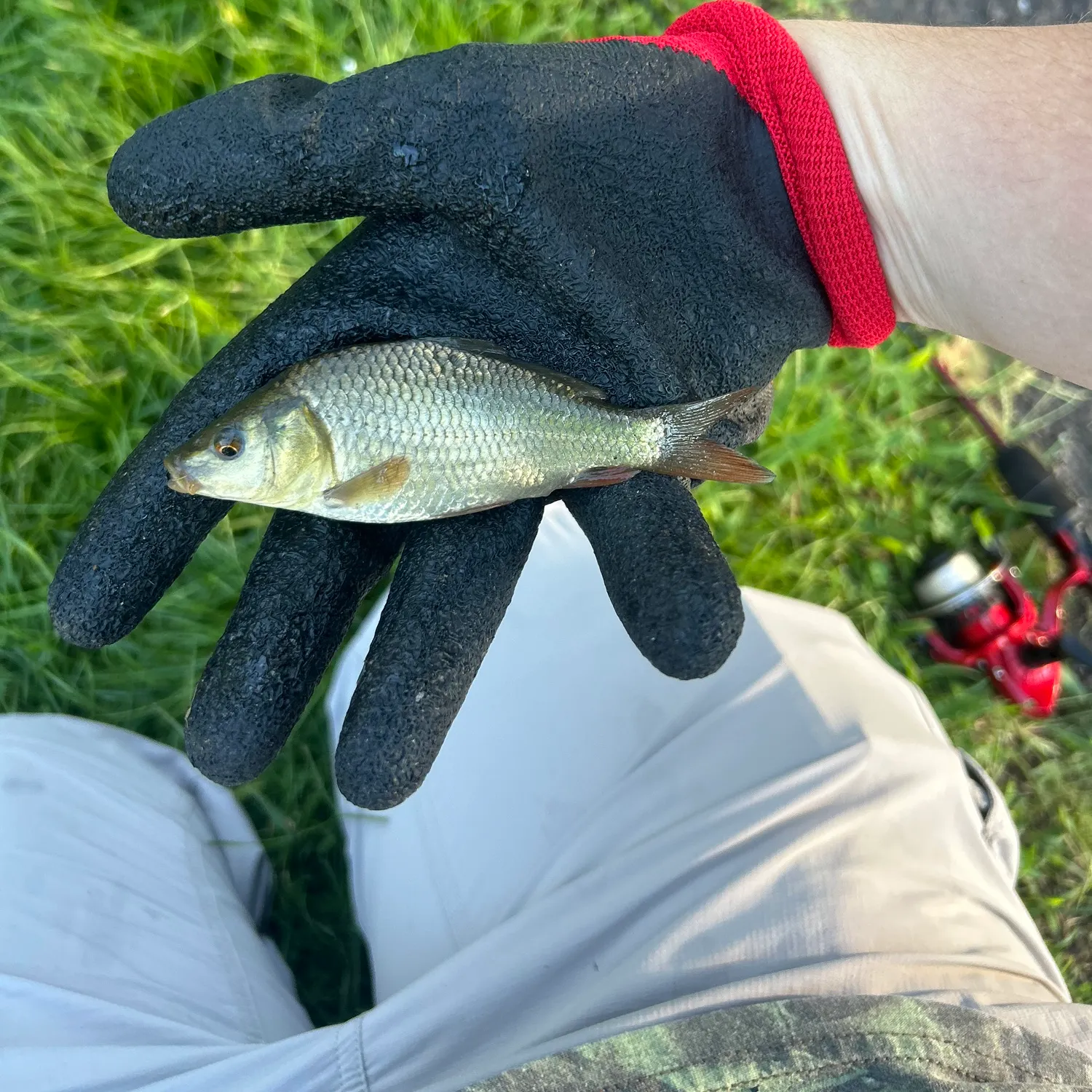Fish caught on Fishbrain
