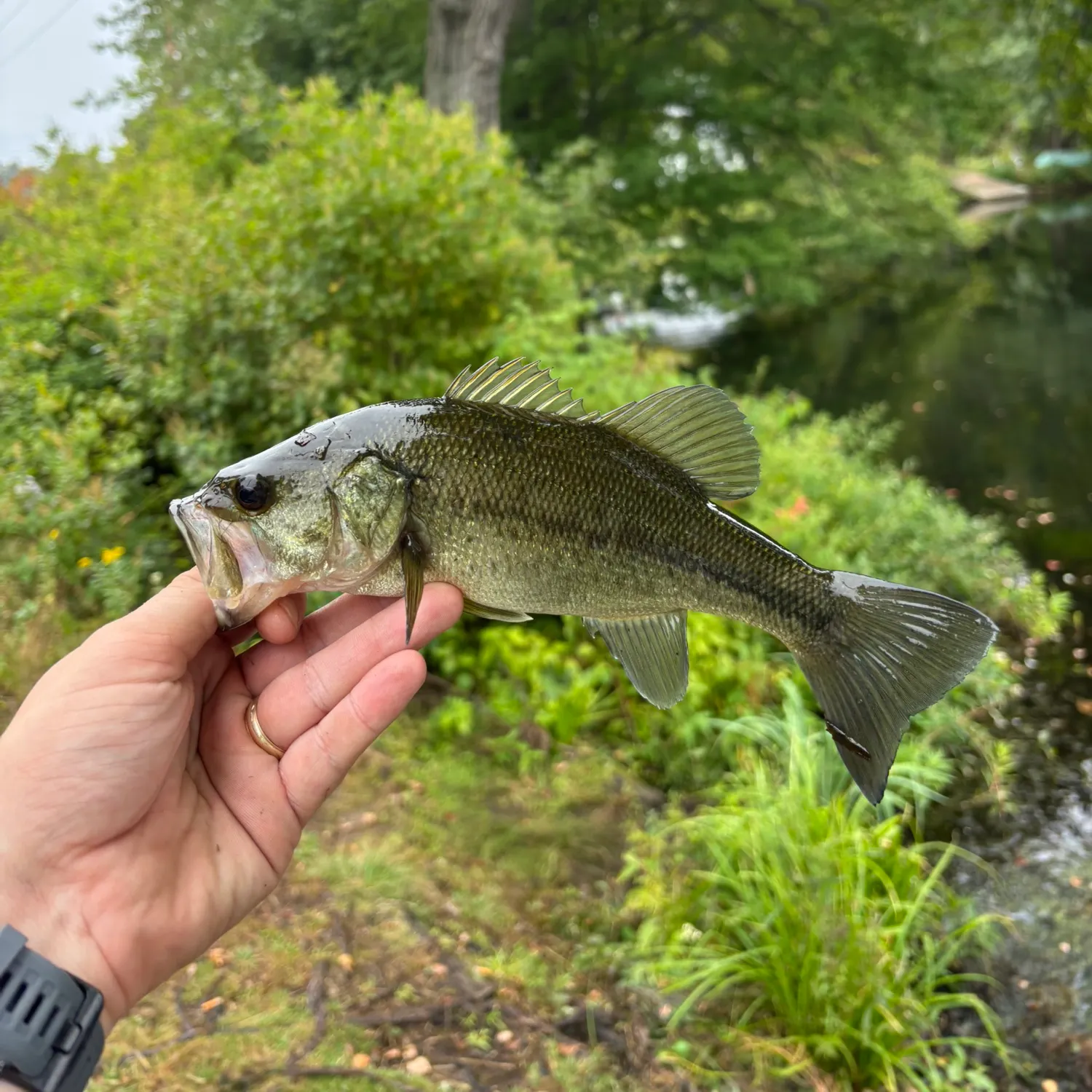 Largemouth bass caught on Fishbrain