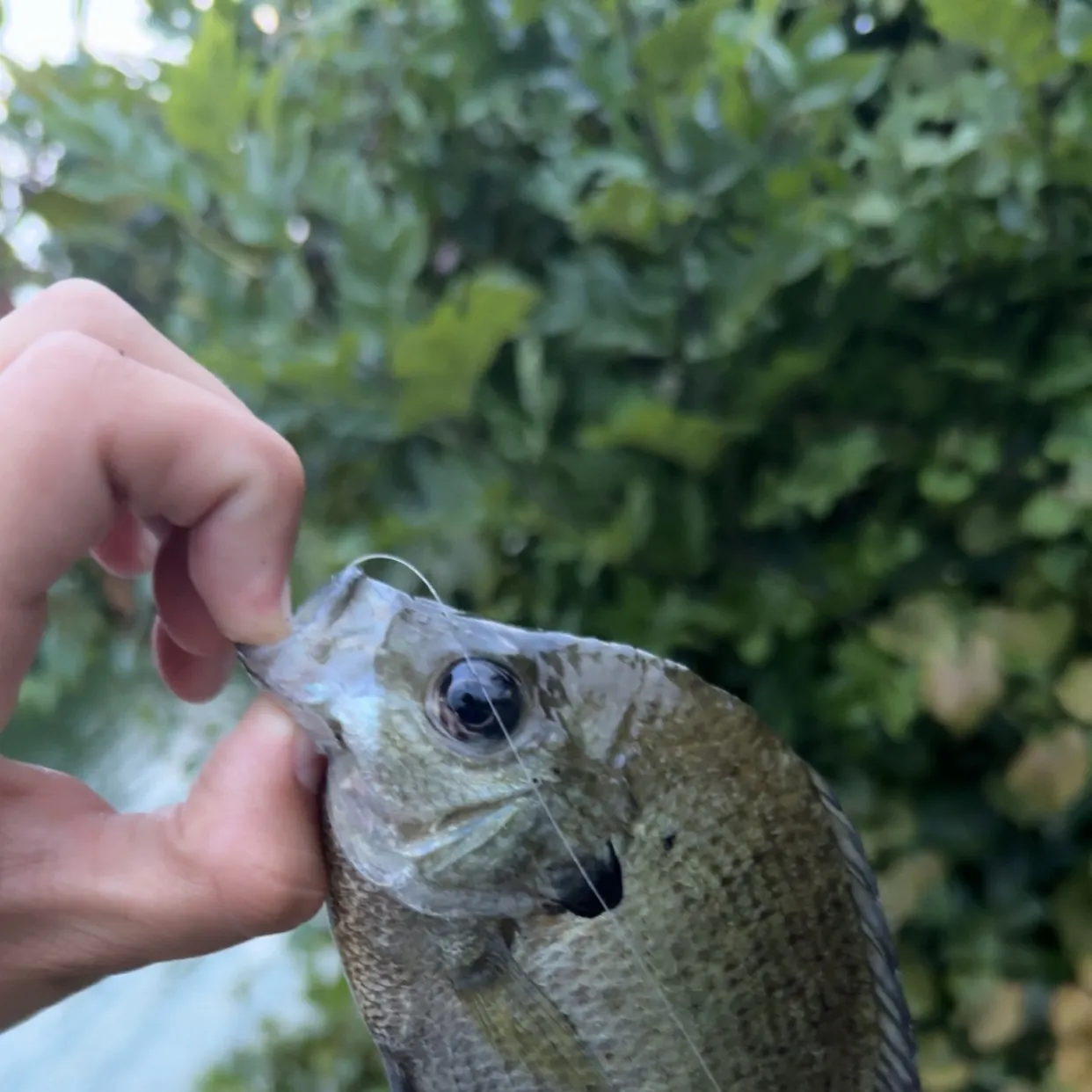 Bluegill caught on Fishbrain