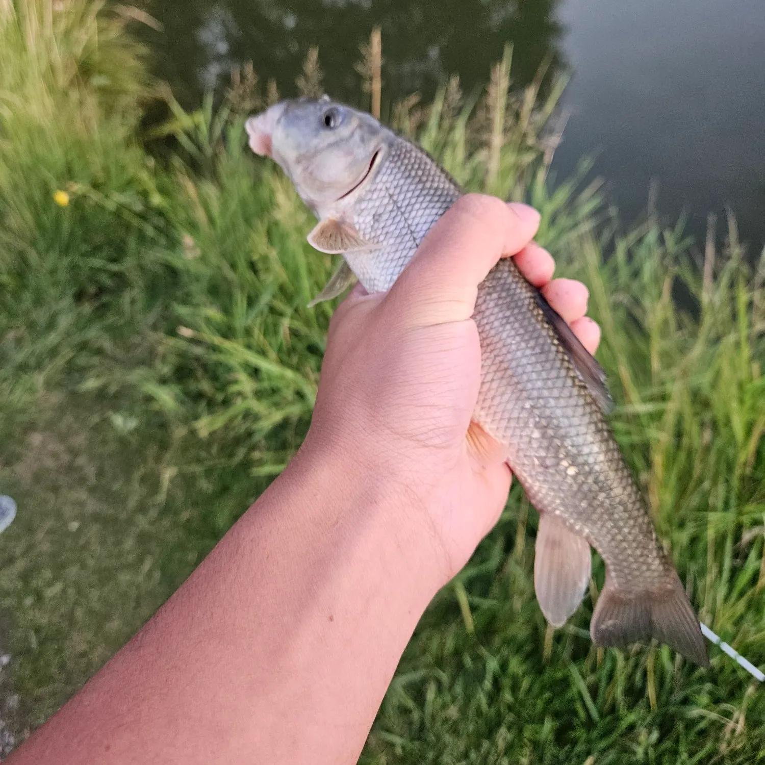 White sucker caught on Fishbrain