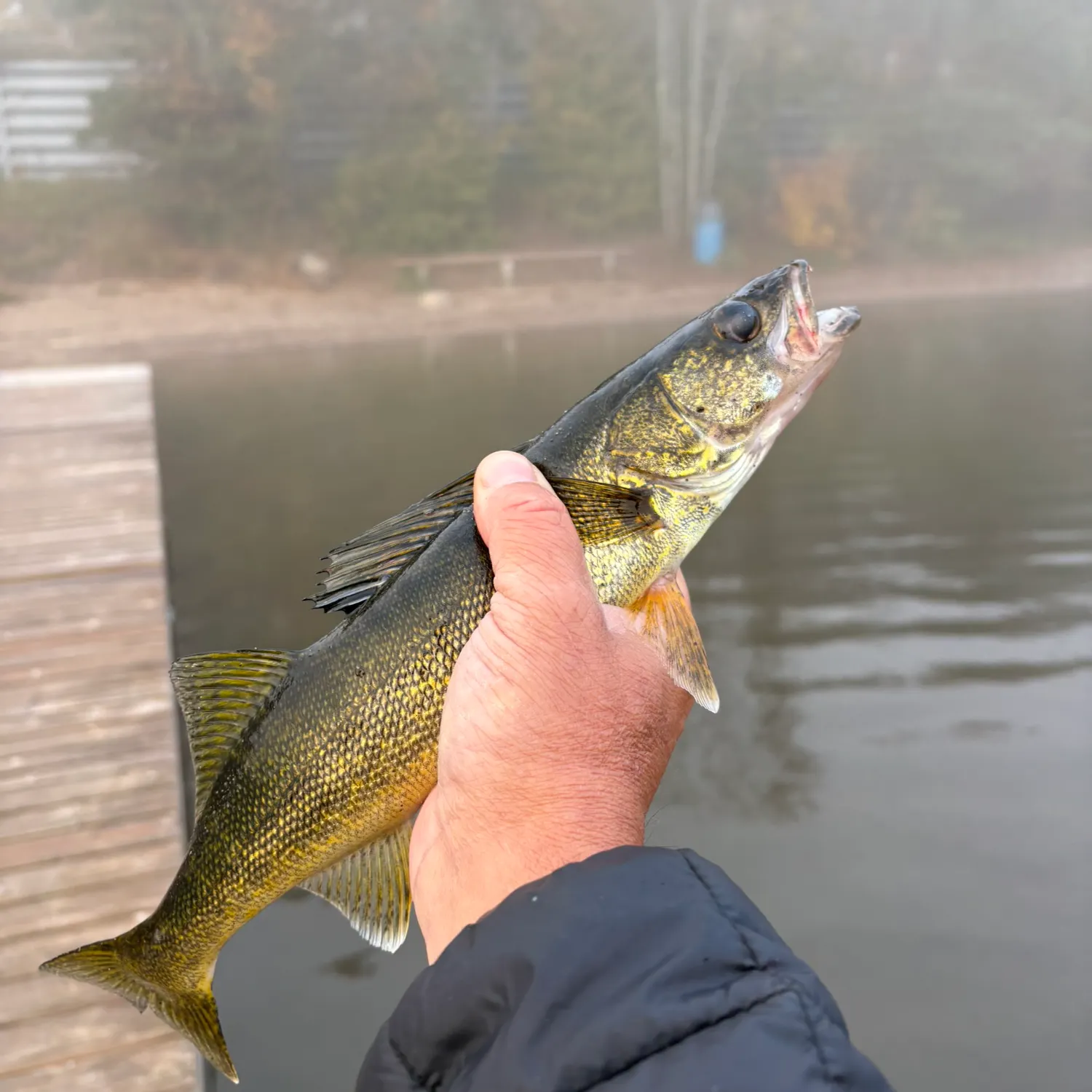 Walleye caught on Fishbrain