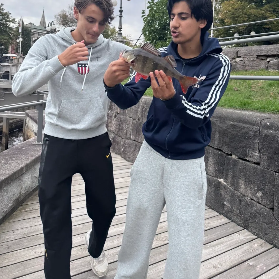 European perch caught on Fishbrain