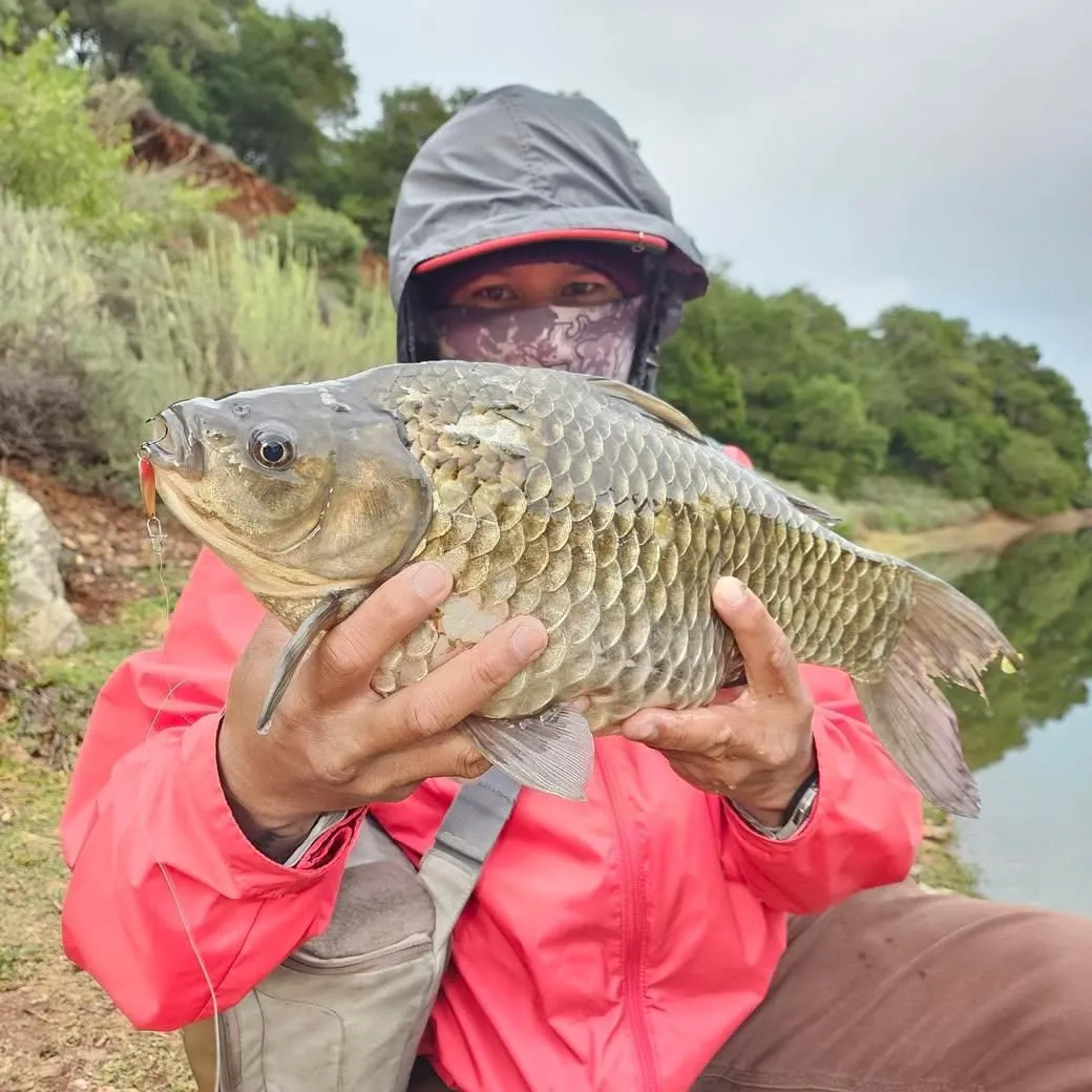 The most recent Prussian carp catches on Fishbrain