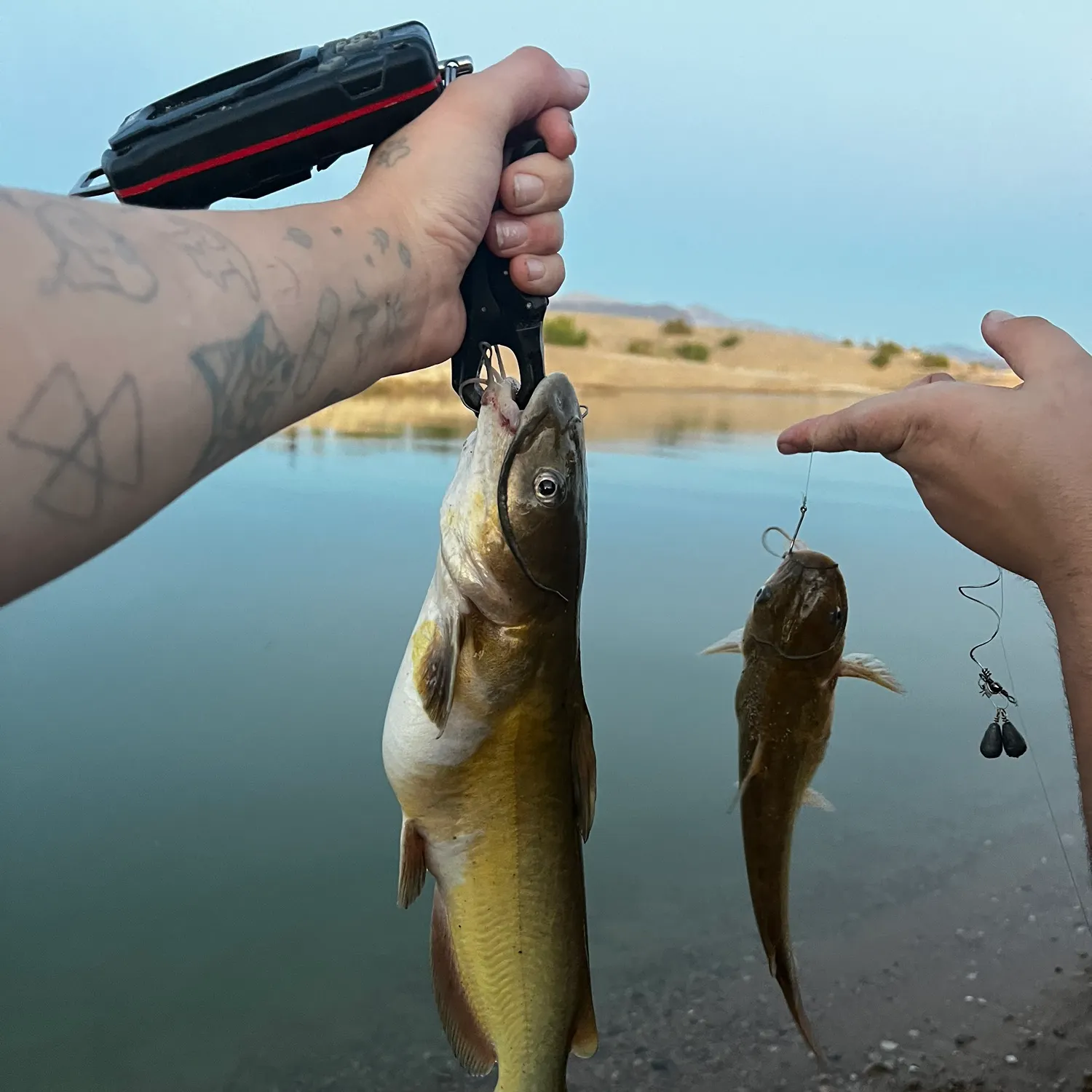 recently logged catches