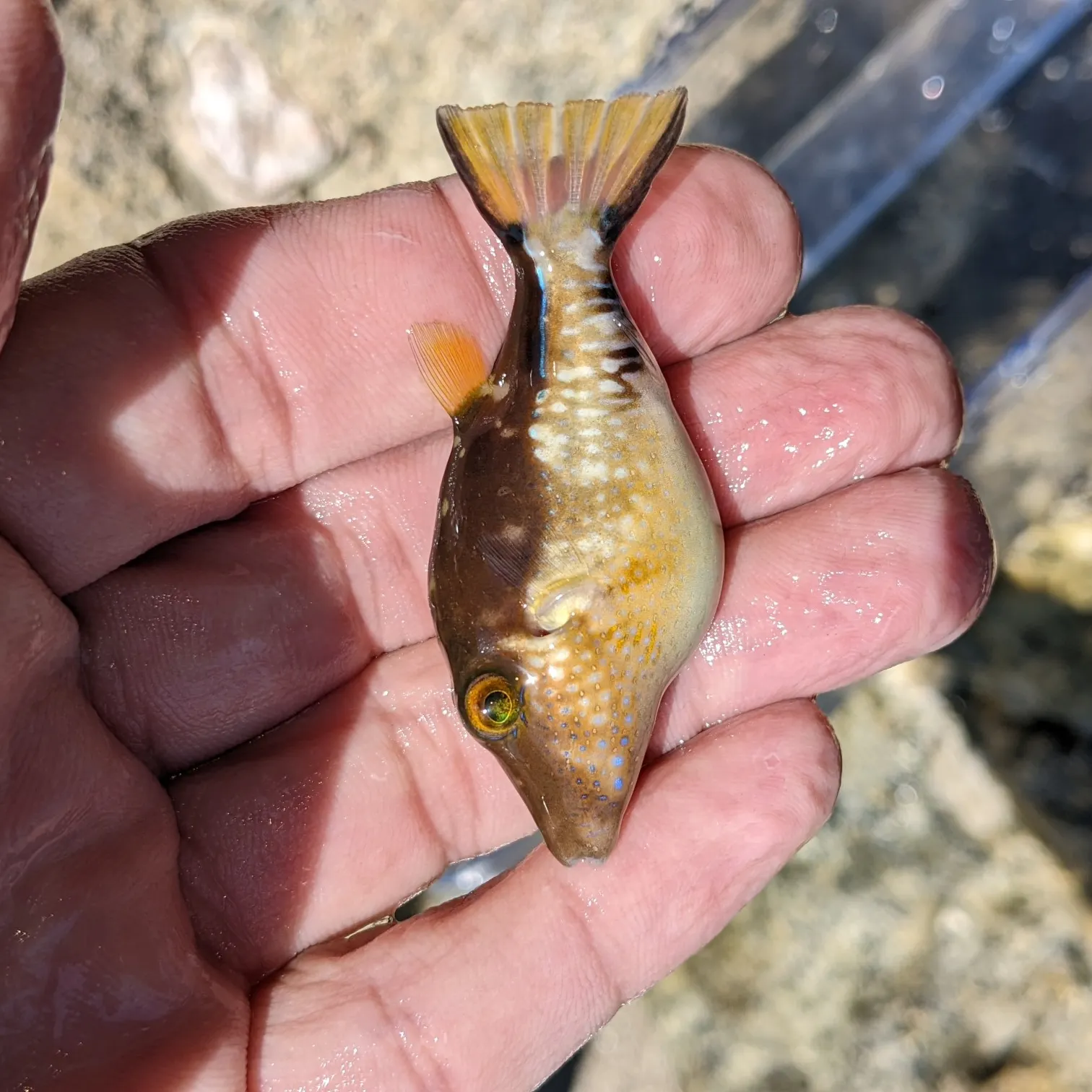 Caribbean sharpnose-puffer caught on Fishbrain