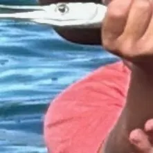 The most recent Flat needlefish catches on Fishbrain