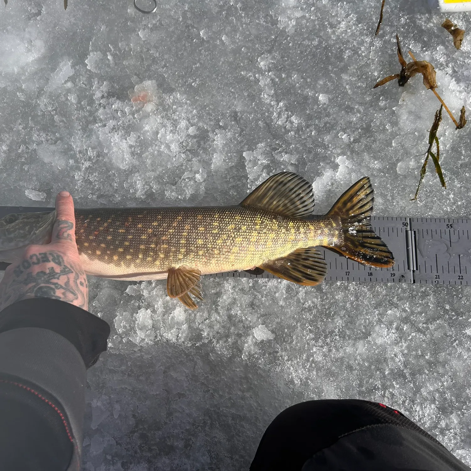 recently logged catches