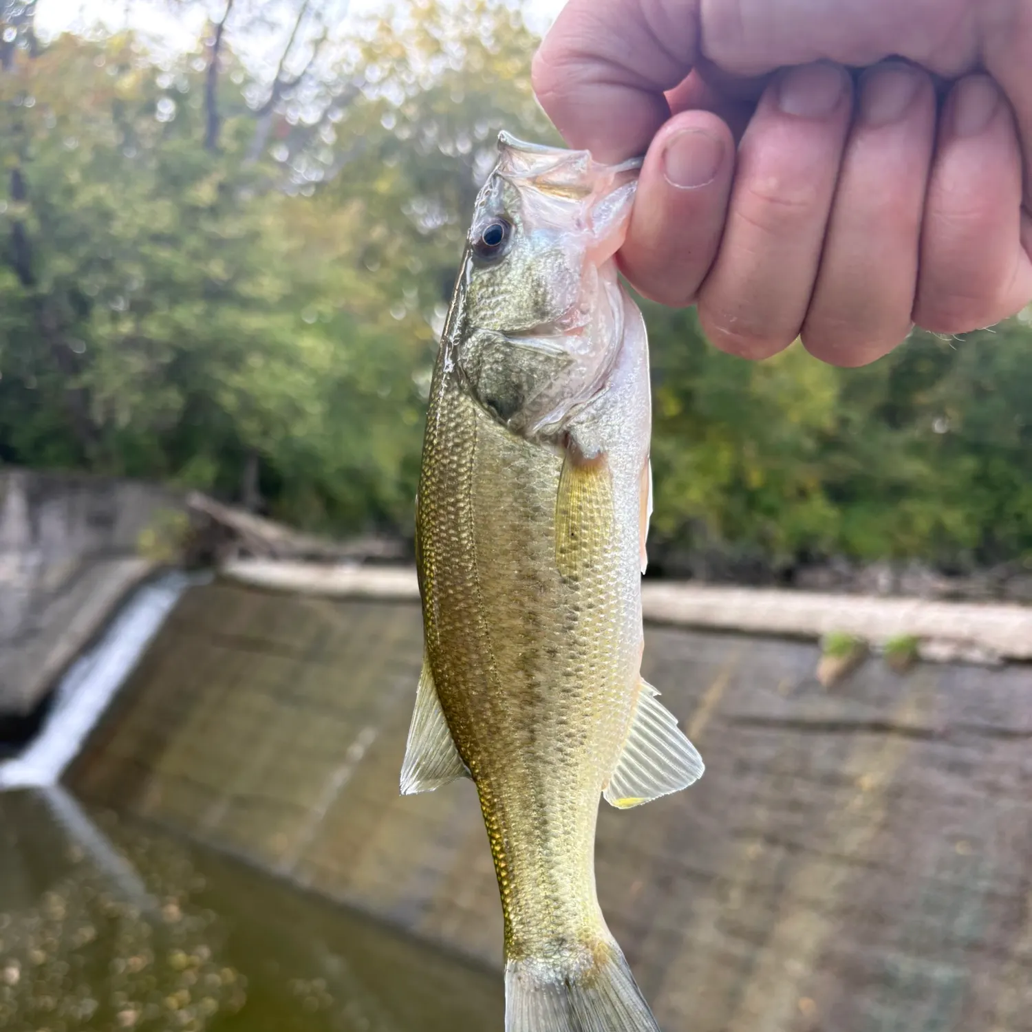 Fish caught on Fishbrain