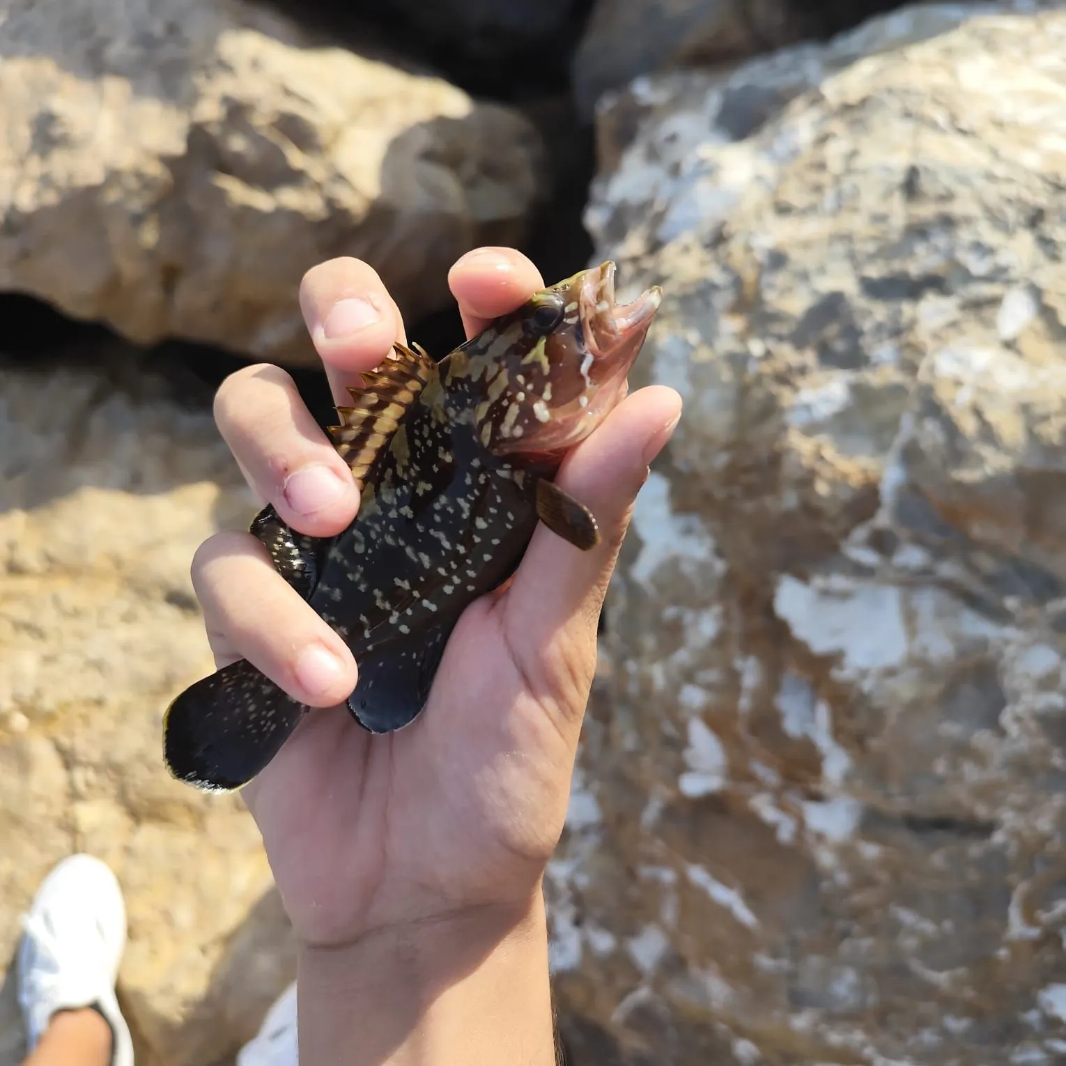 The most recent Dusky grouper catches on Fishbrain