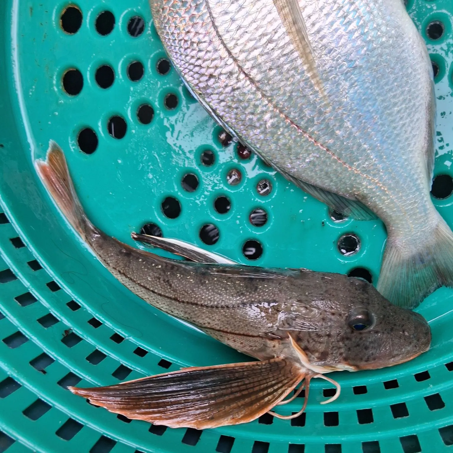 catch