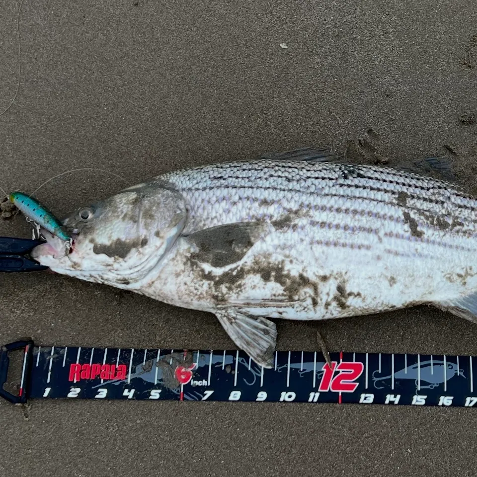 Striped bass caught on Fishbrain