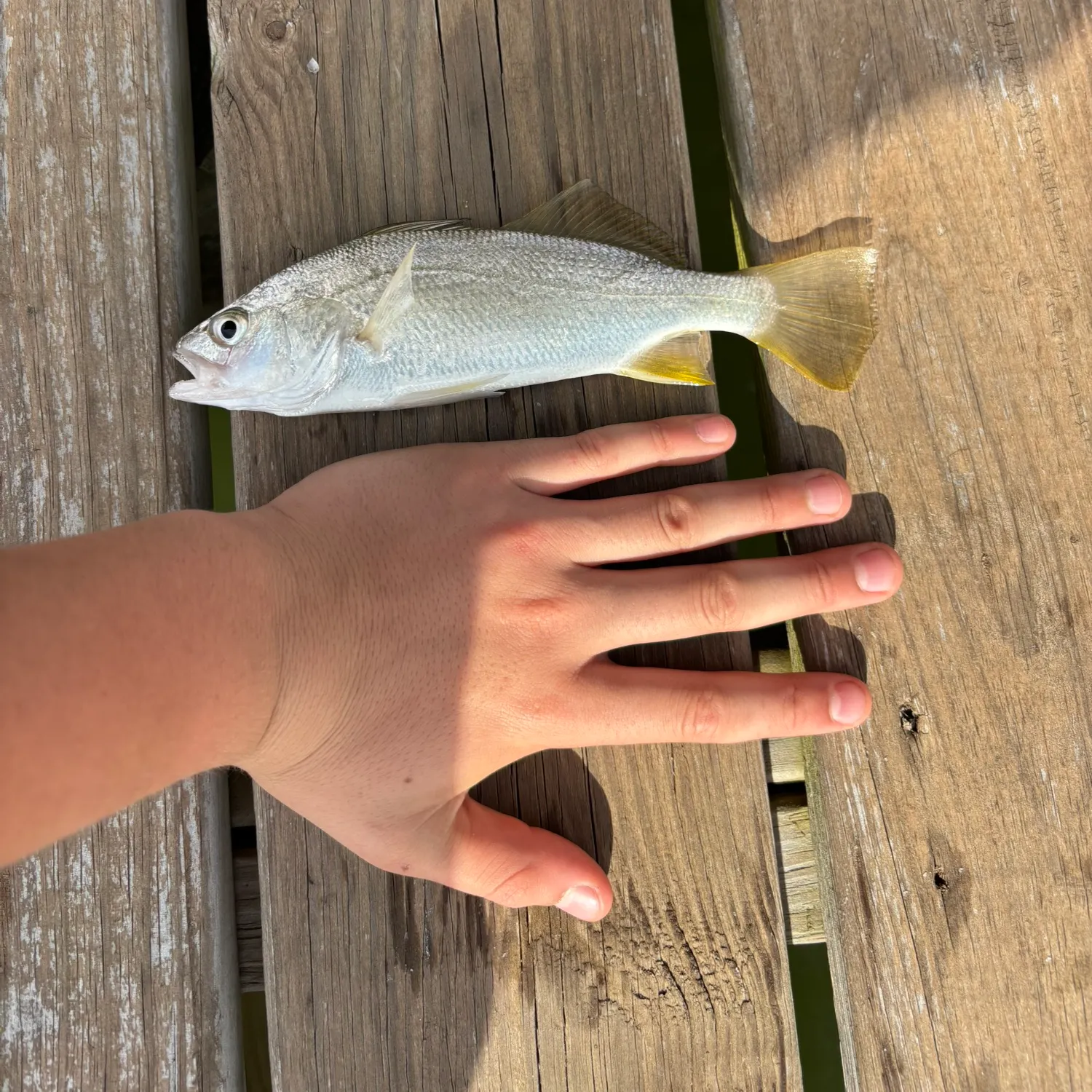 The most recent Silver perch catches on Fishbrain