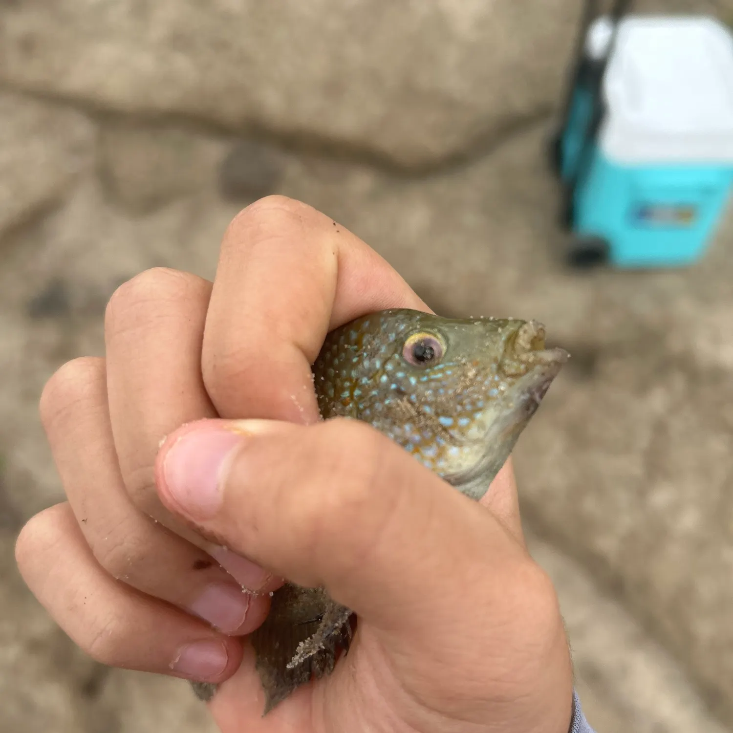 Rio Grande cichlid caught on Fishbrain