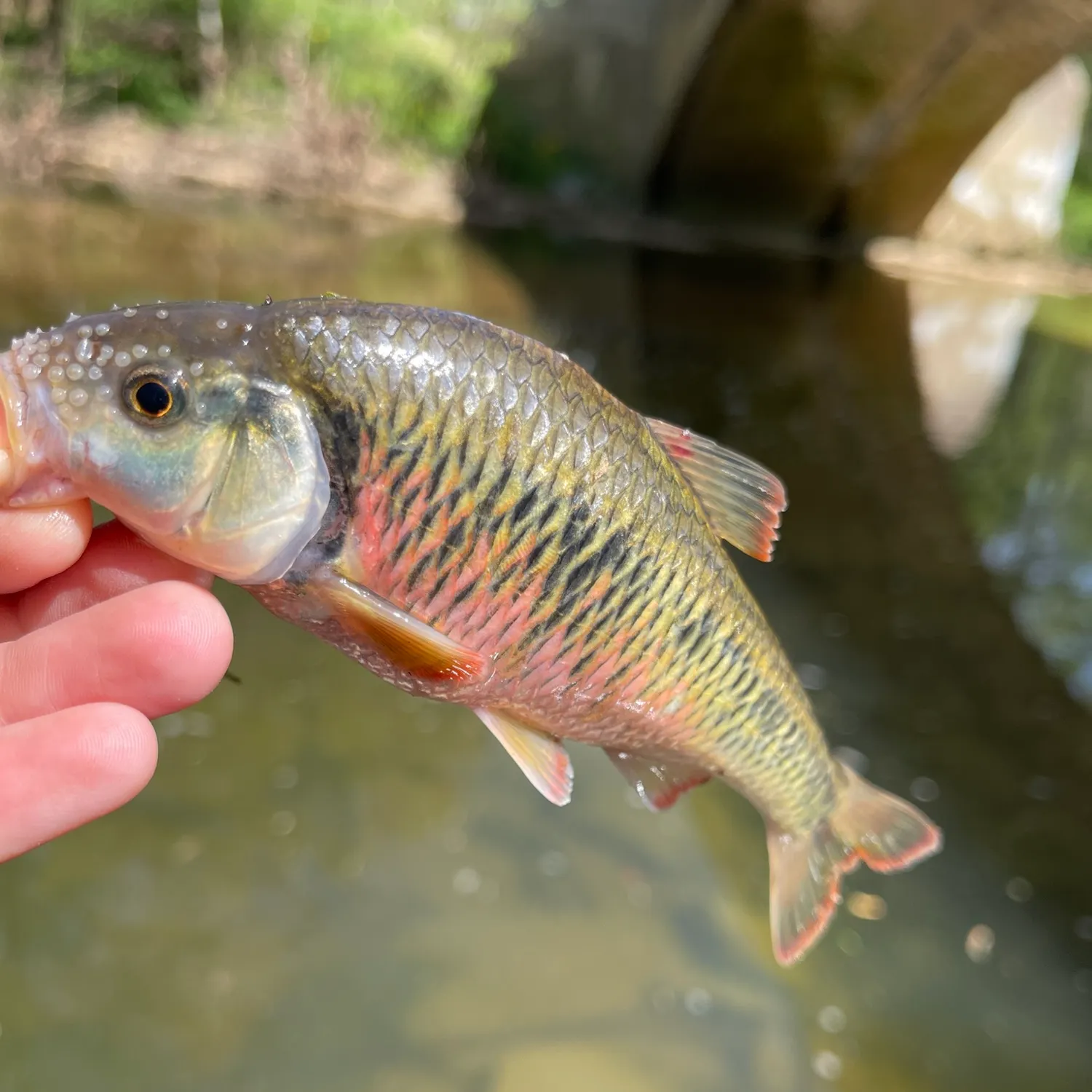 The most recent Striped shiner catches on Fishbrain
