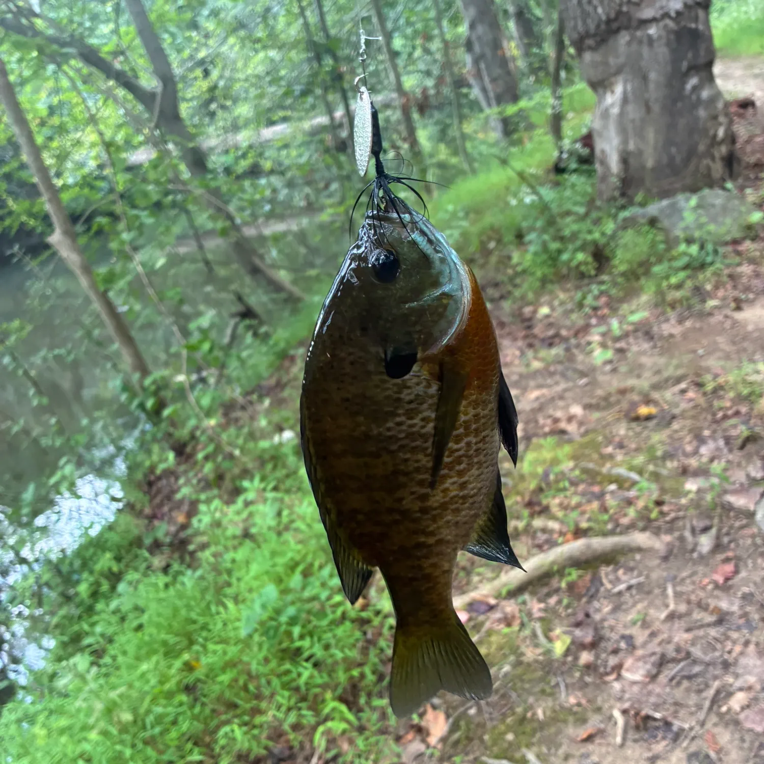 Bluegill caught on Fishbrain