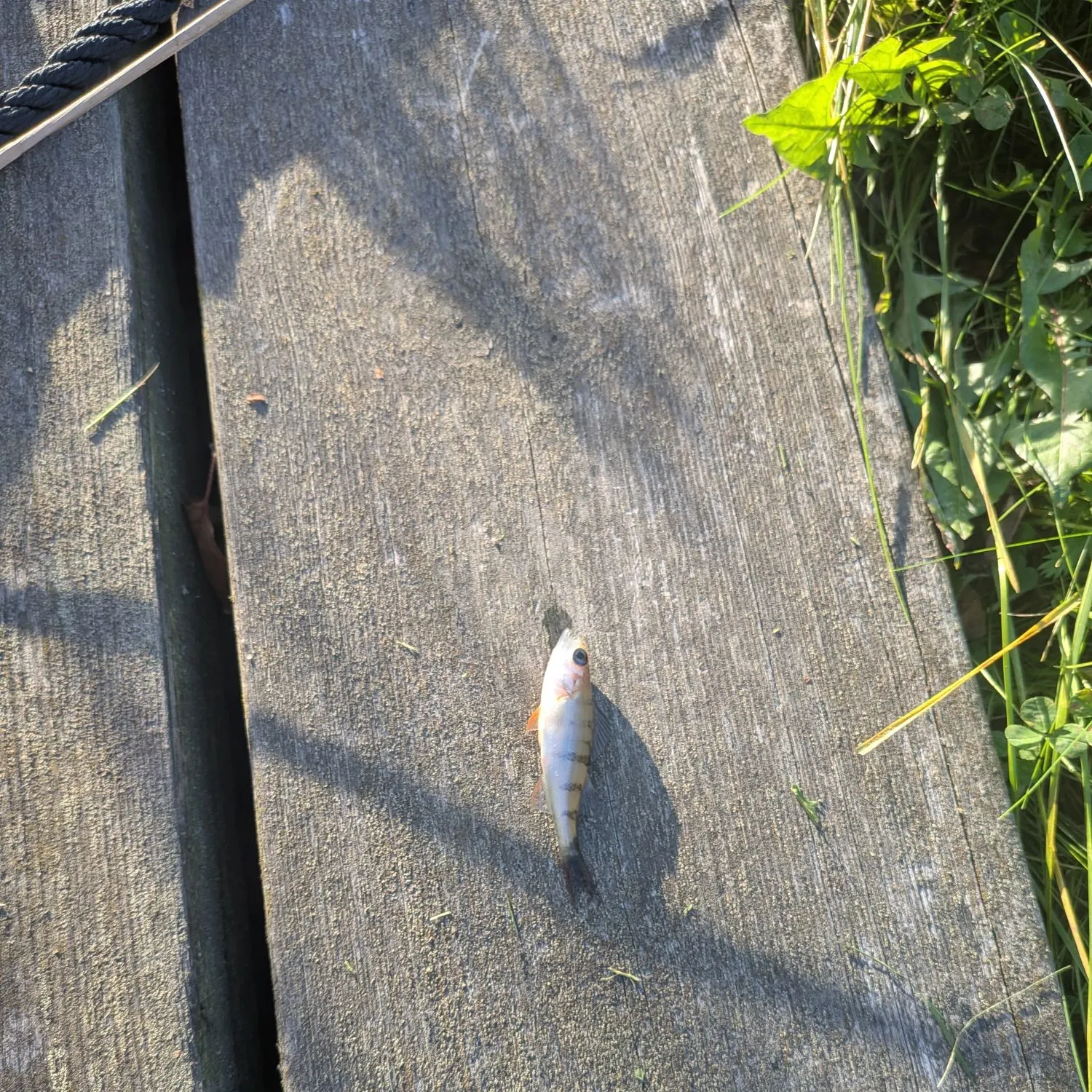 European perch caught on Fishbrain