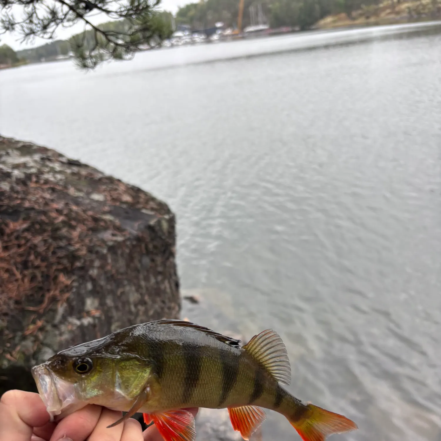 European perch caught on Fishbrain