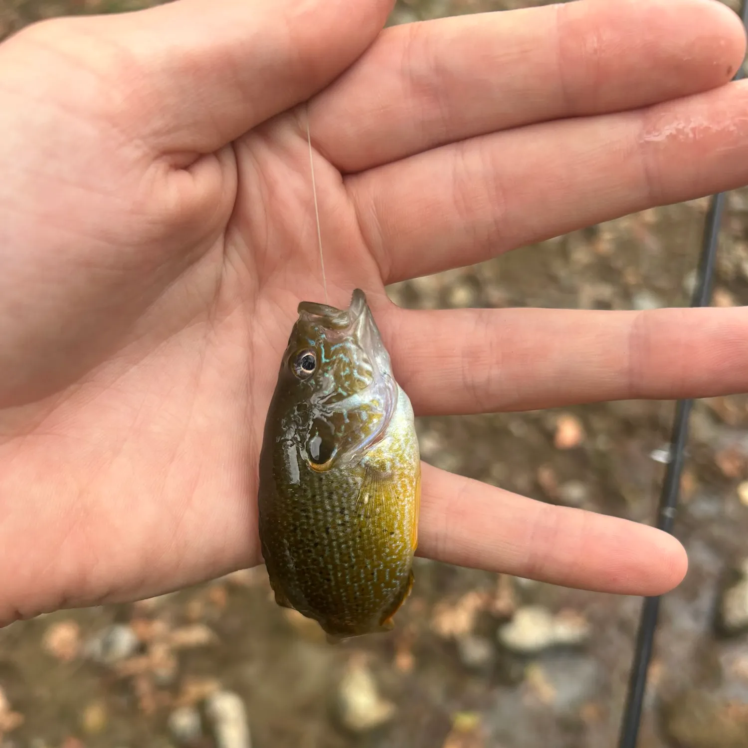 Green sunfish caught on Fishbrain