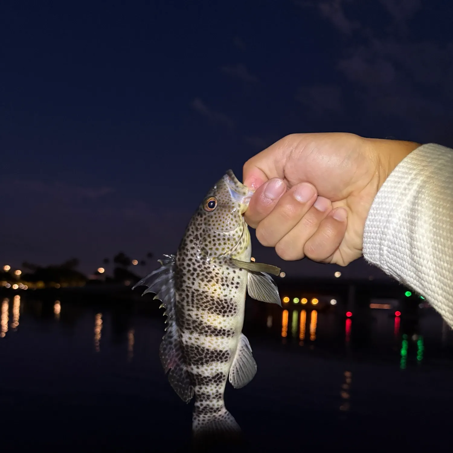 Spotted sand bass caught on Fishbrain