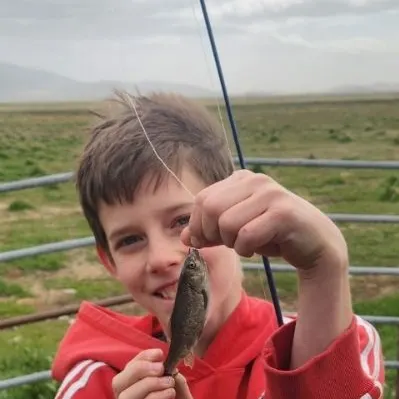 The most recent Utah chub catches on Fishbrain