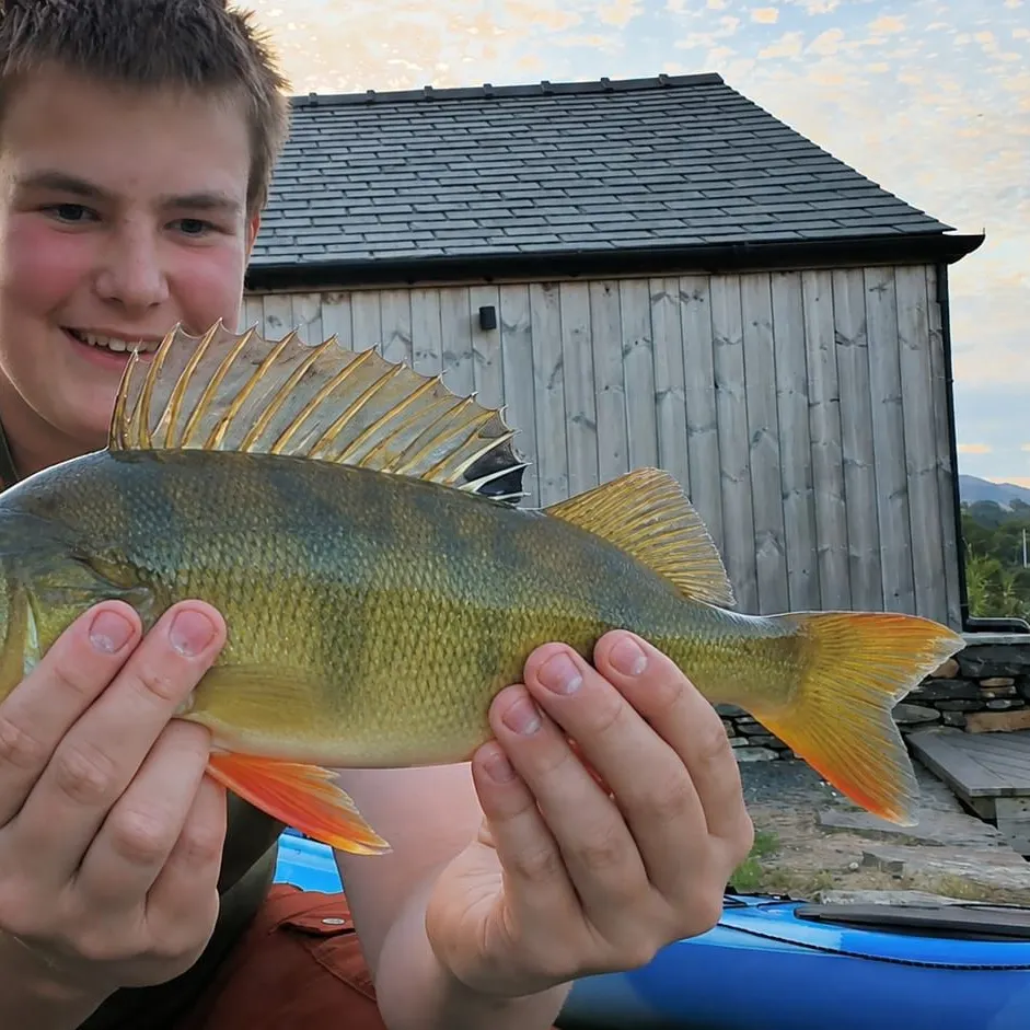 European perch caught on Fishbrain
