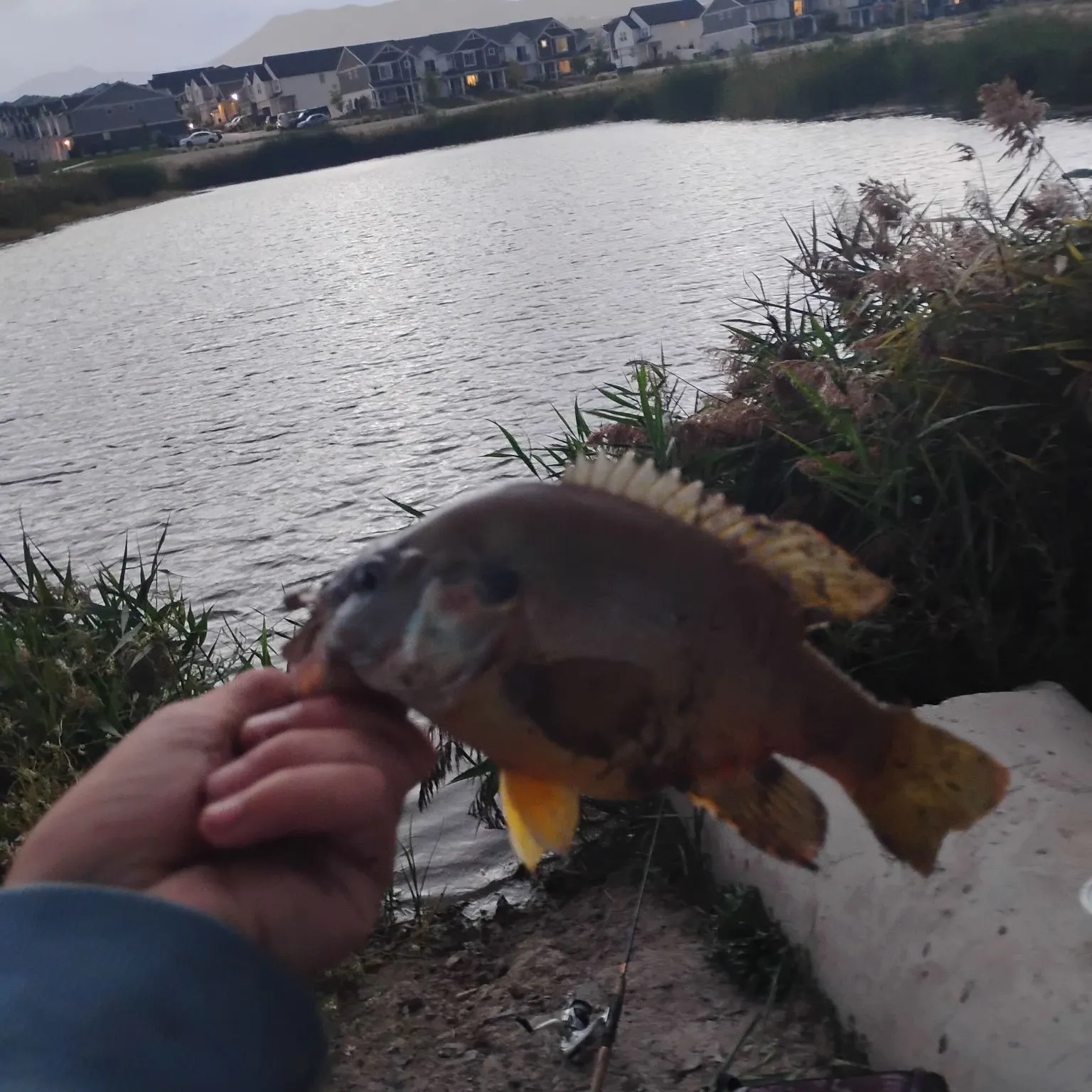 Green sunfish caught on Fishbrain