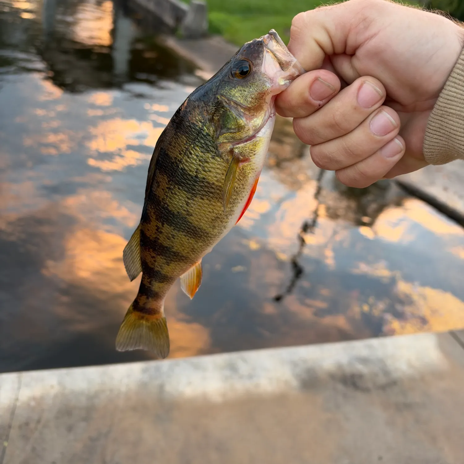 catch