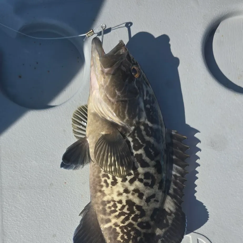 The most recent Black grouper catches on Fishbrain