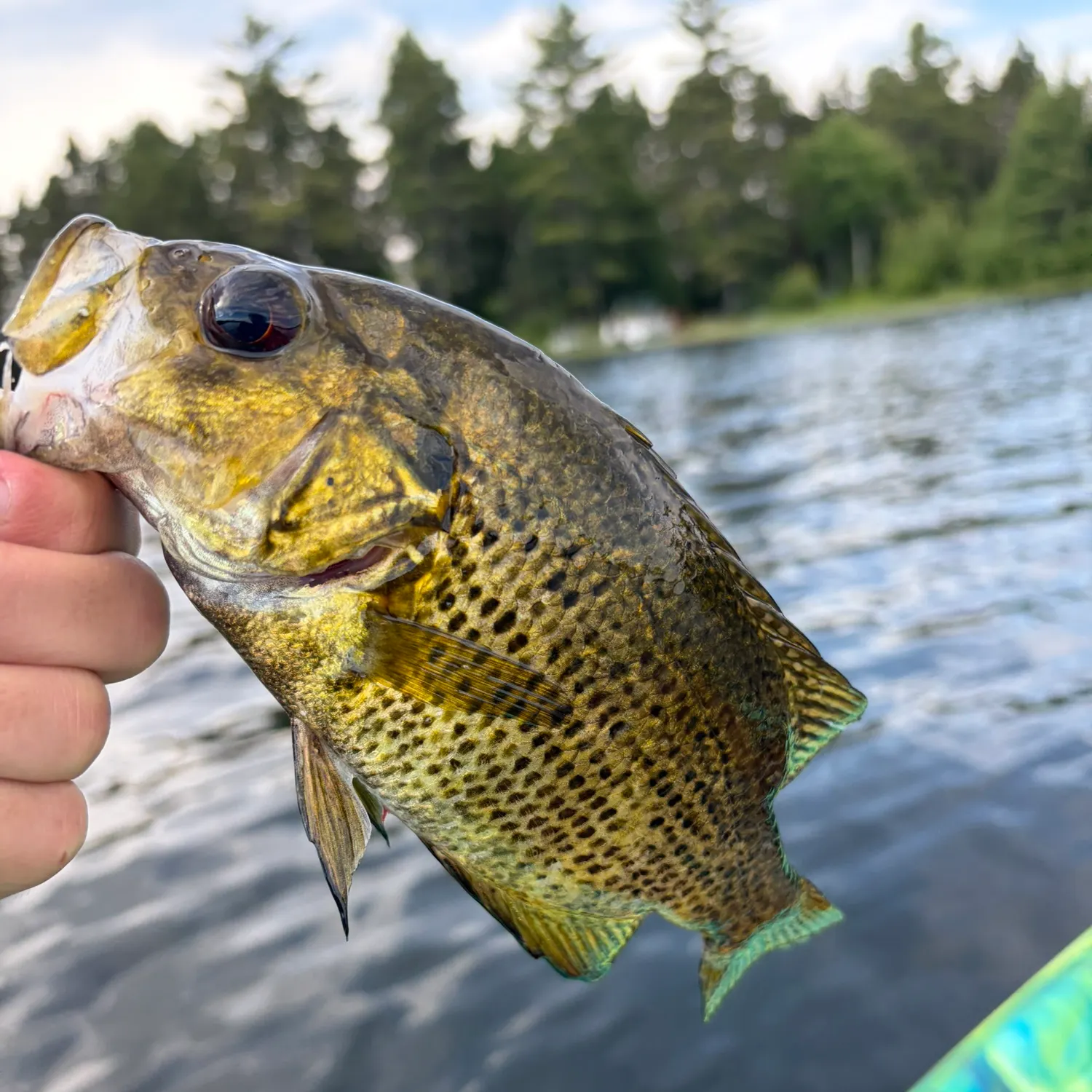 Rock bass caught on Fishbrain