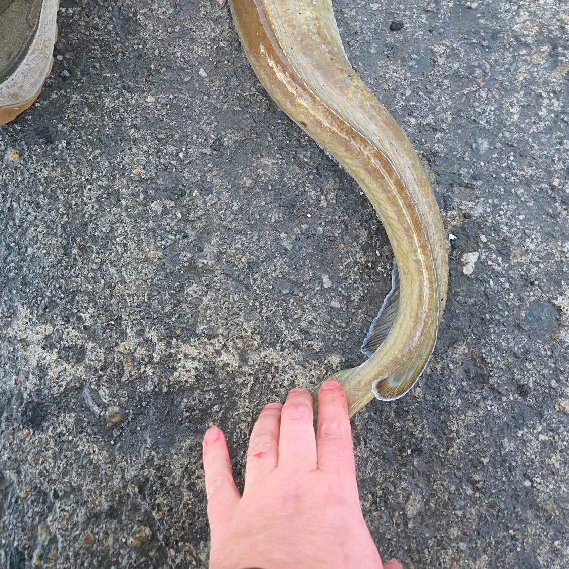 Common ling caught on Fishbrain