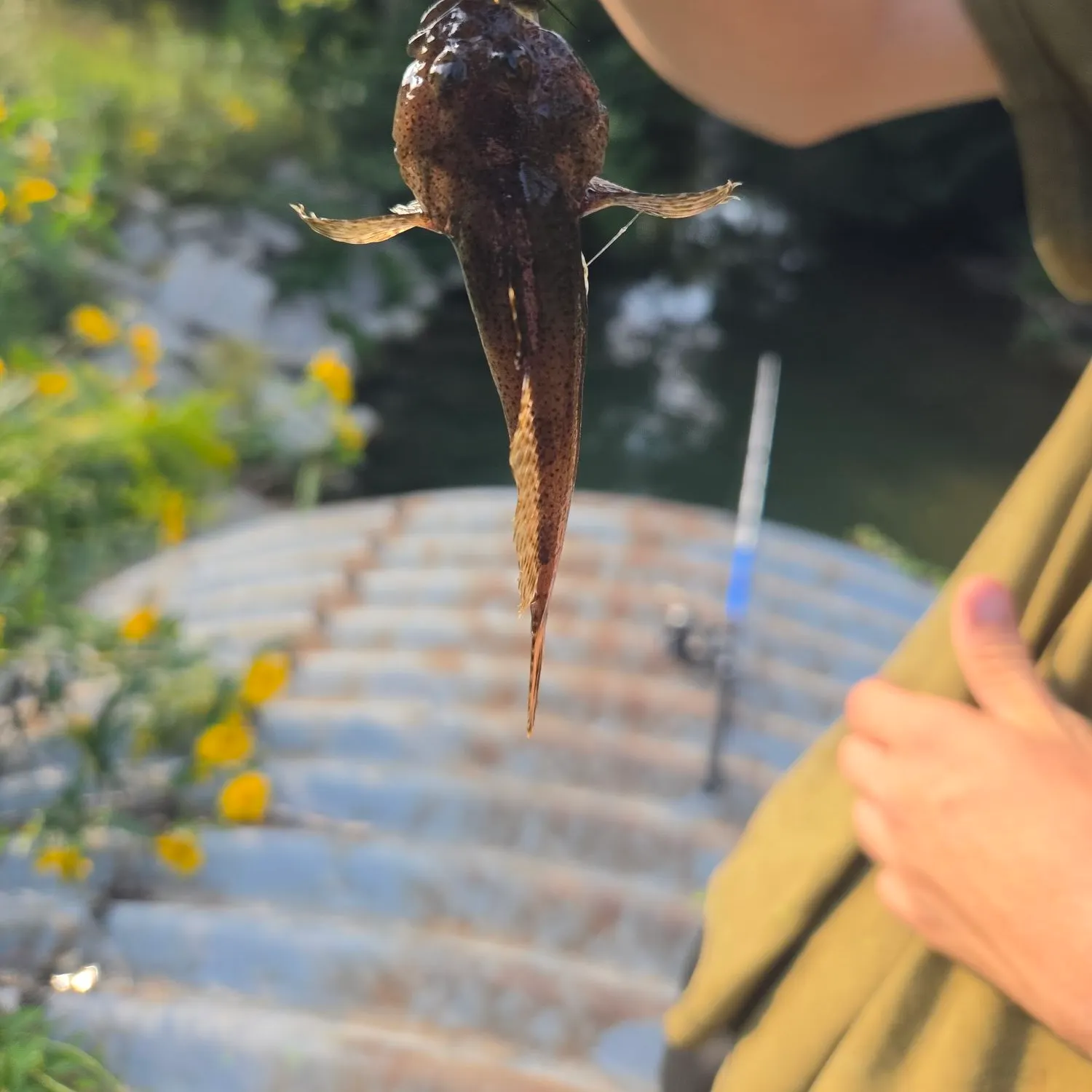 The most recent Mottled sculpin catches on Fishbrain