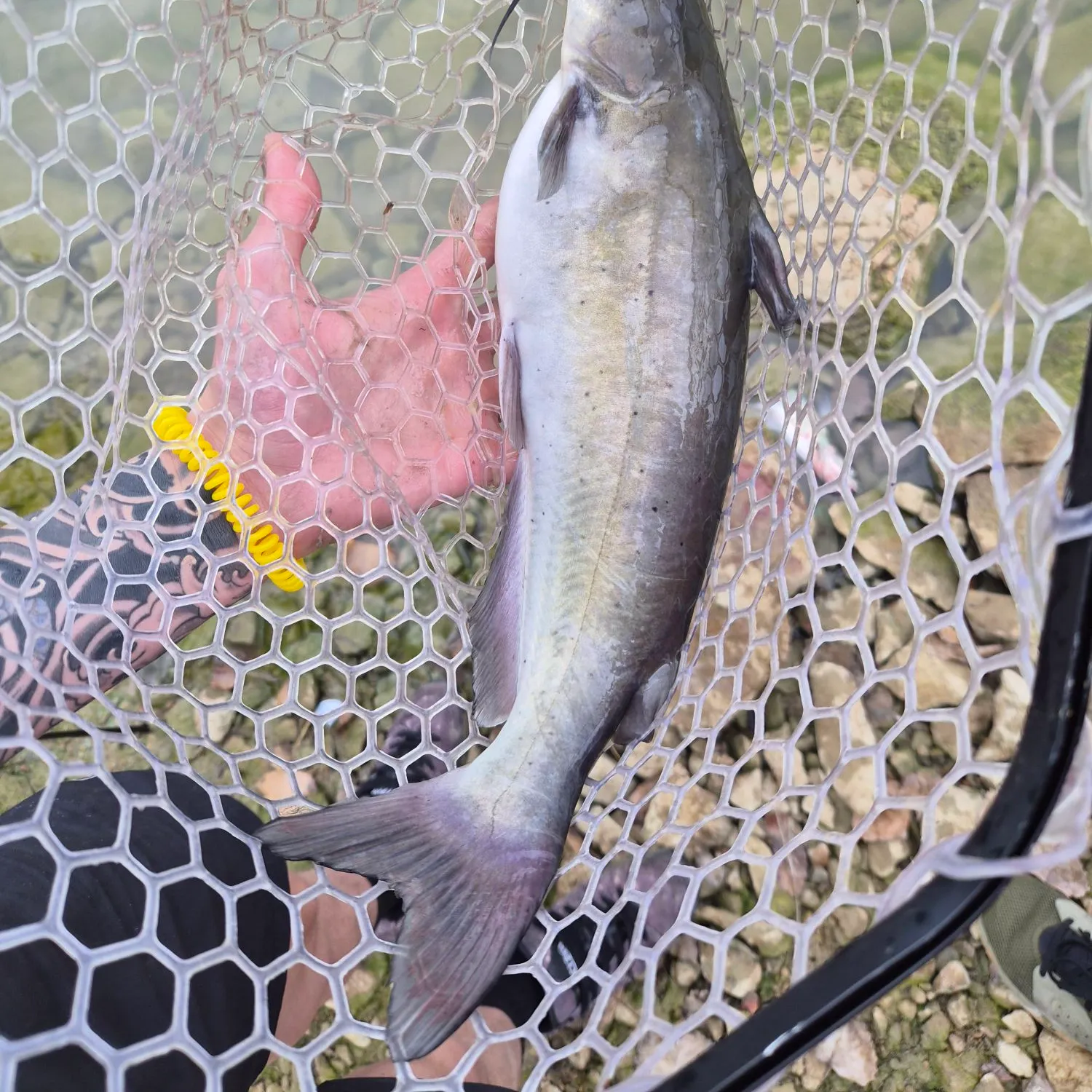 Channel catfish caught on Fishbrain