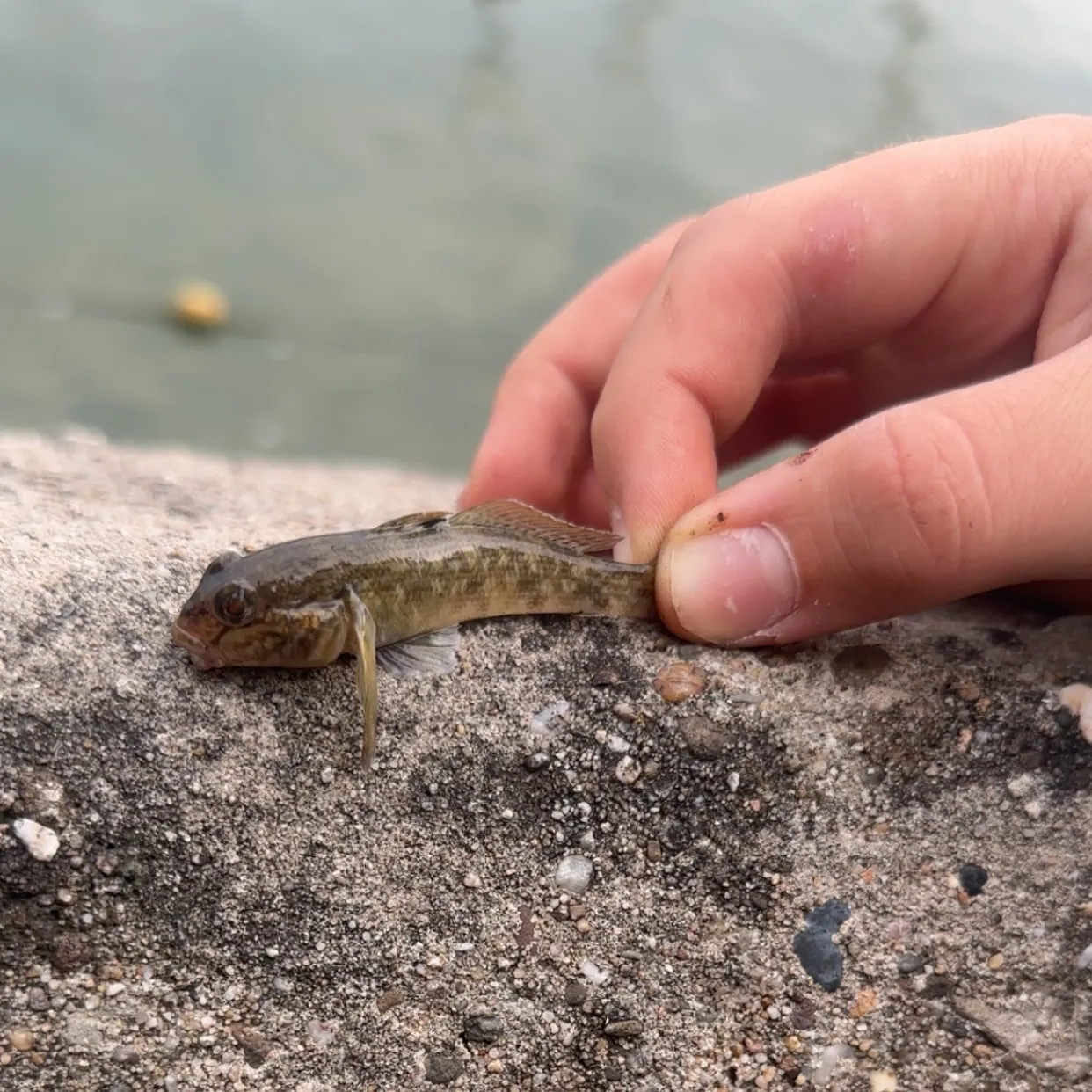 Round goby caught on Fishbrain