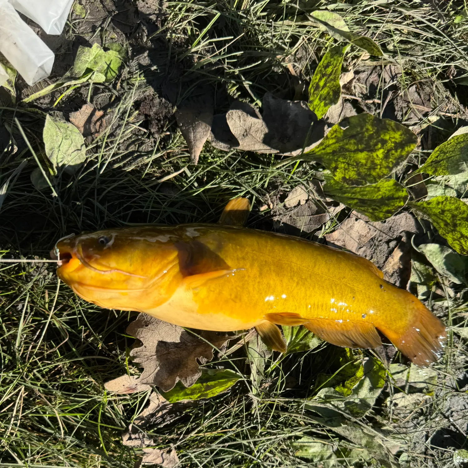 Yellow bullhead caught on Fishbrain