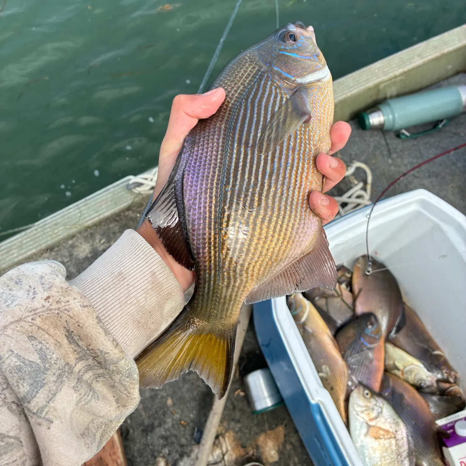 recently logged catches