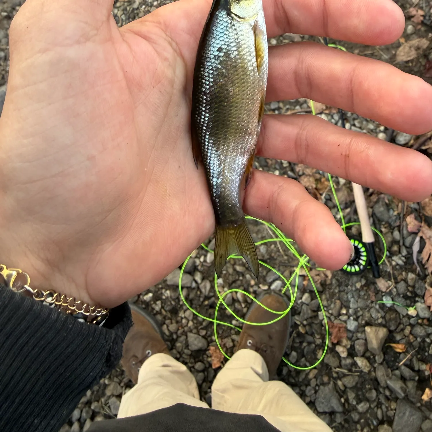 Golden shiner caught on Fishbrain