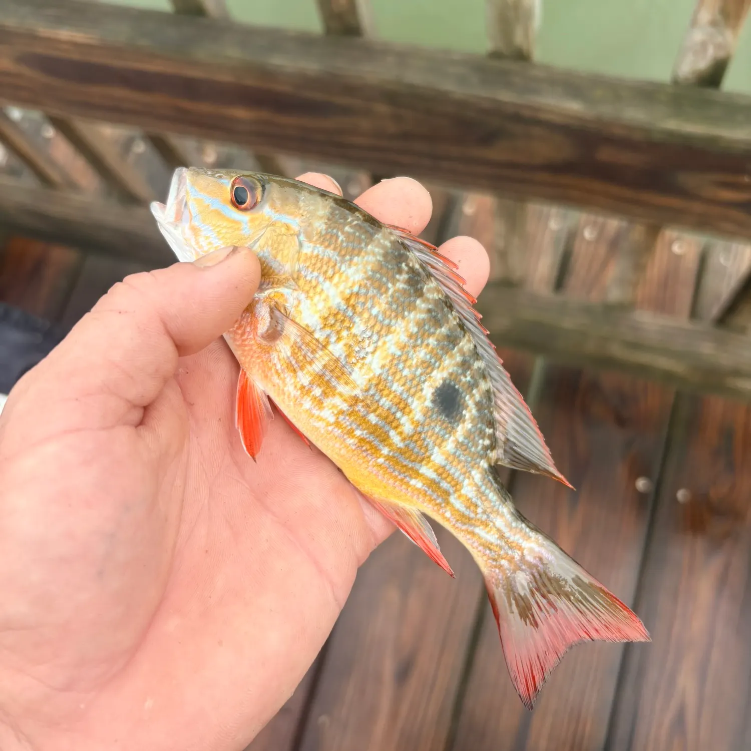 Mutton snapper caught on Fishbrain