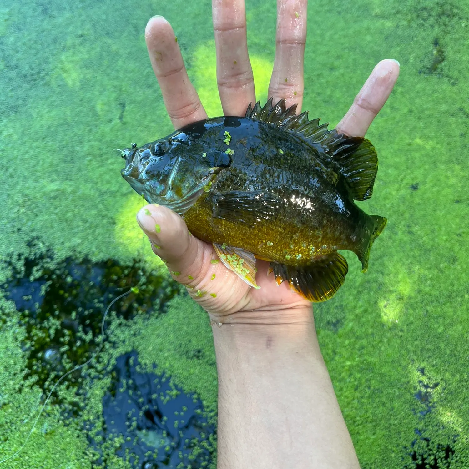 Greengill hybrid caught on Fishbrain