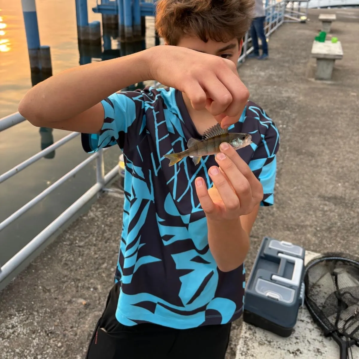 European perch caught on Fishbrain