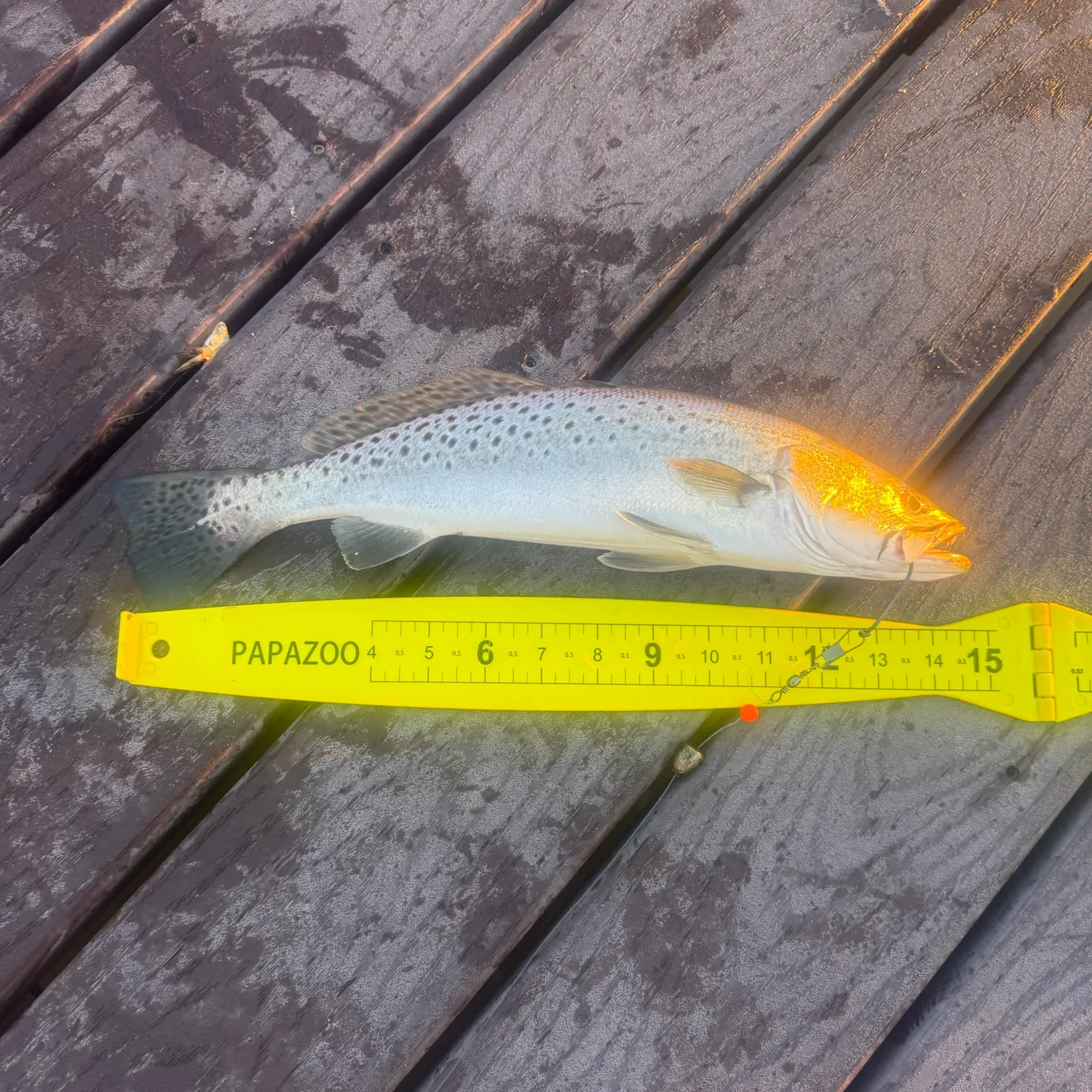 Spotted seatrout caught on Fishbrain