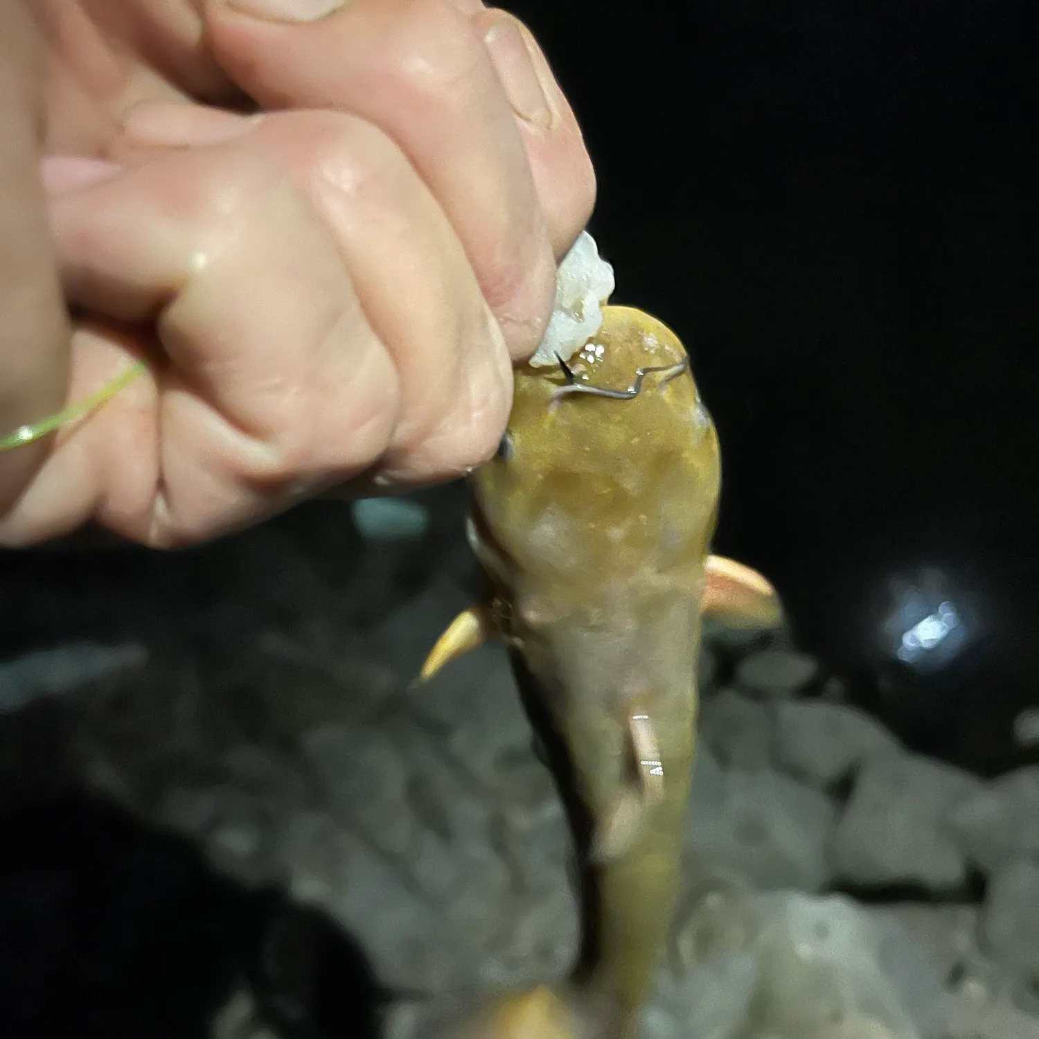 Yellow bullhead caught on Fishbrain