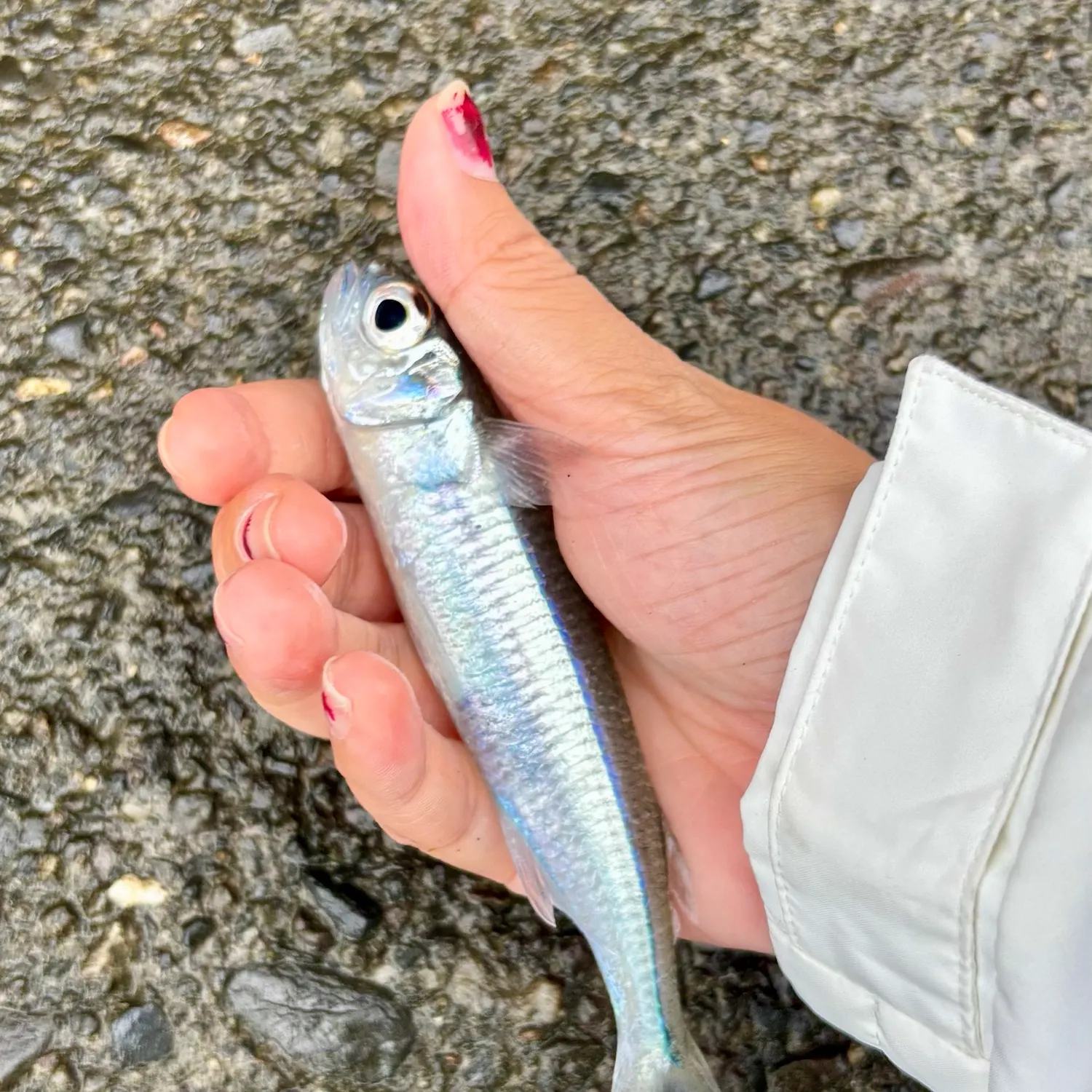 Tropical silverside caught on Fishbrain
