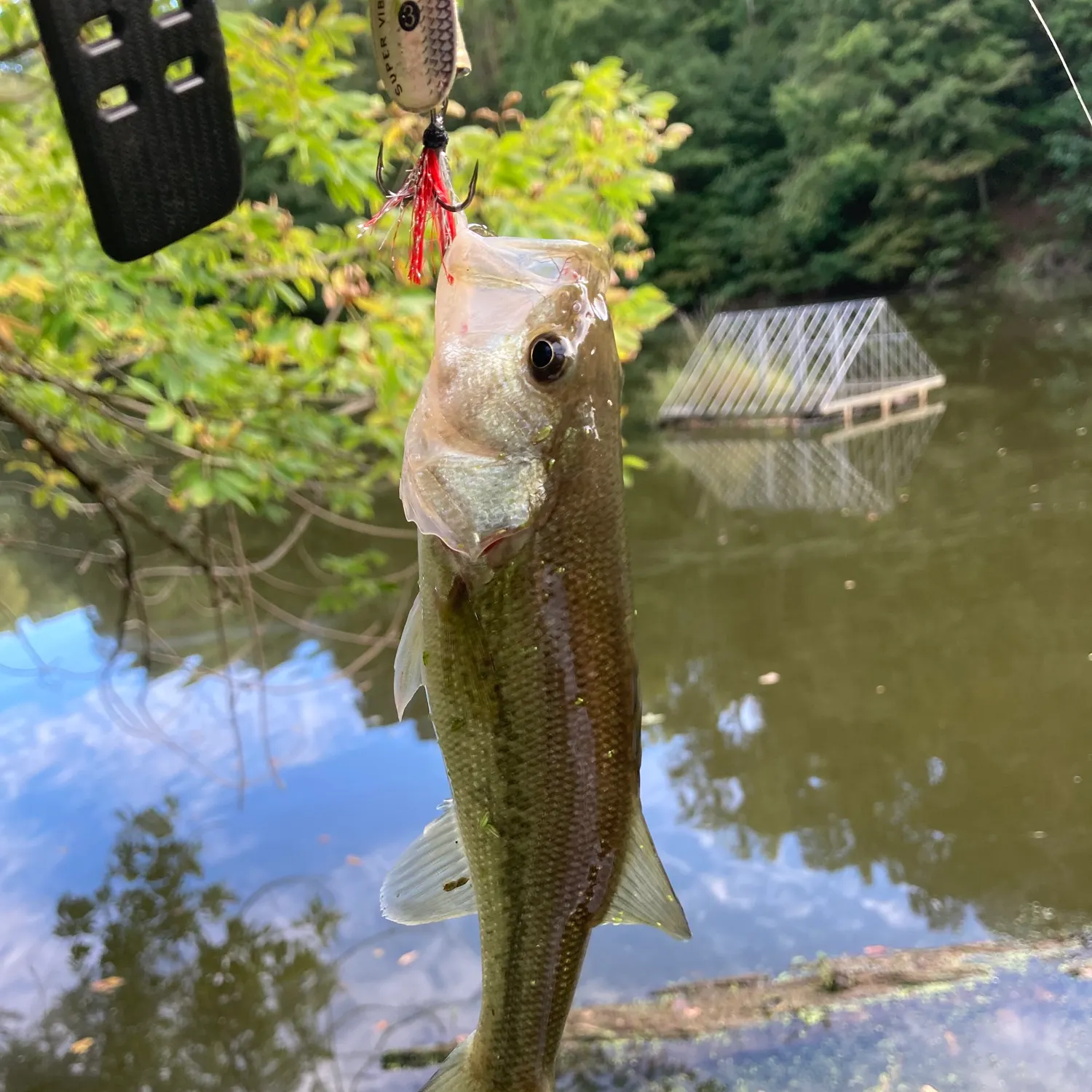 Largemouth bass caught on Fishbrain